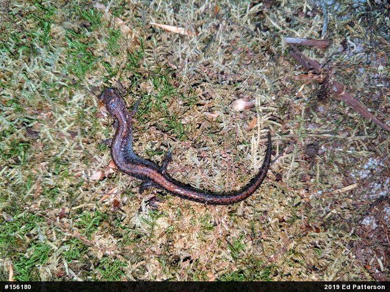 Eastern Red-backed  Salamander