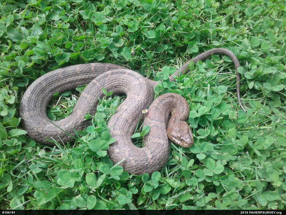 Northern Watersnake