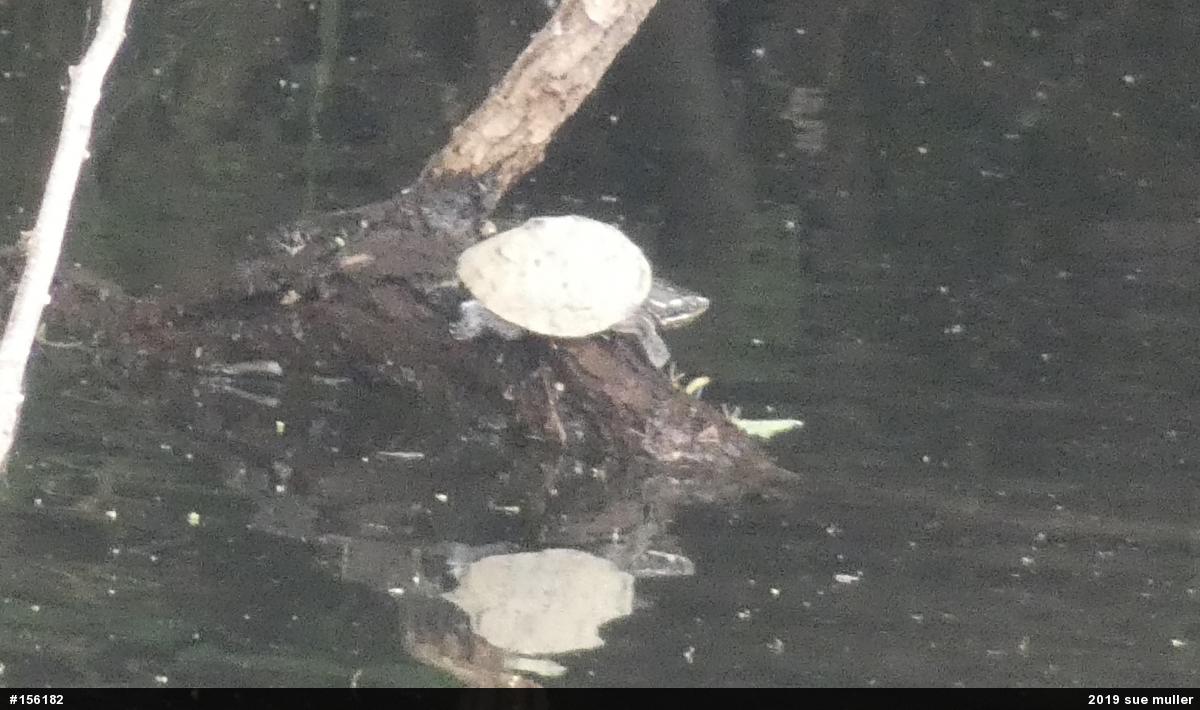 Eastern Musk Turtle