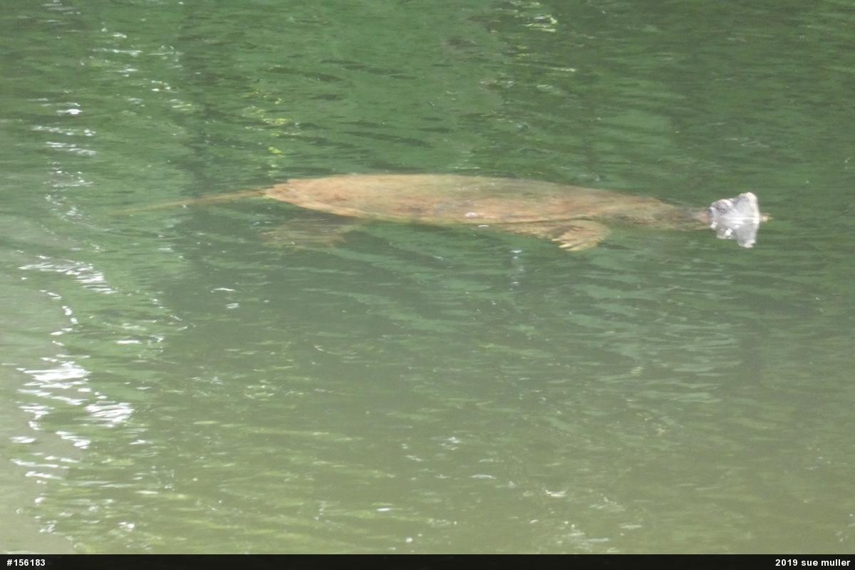 Snapping Turtle
