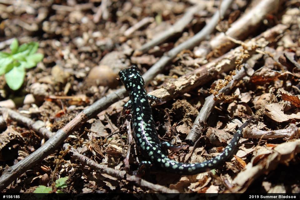 Northern Slimy Salamander
