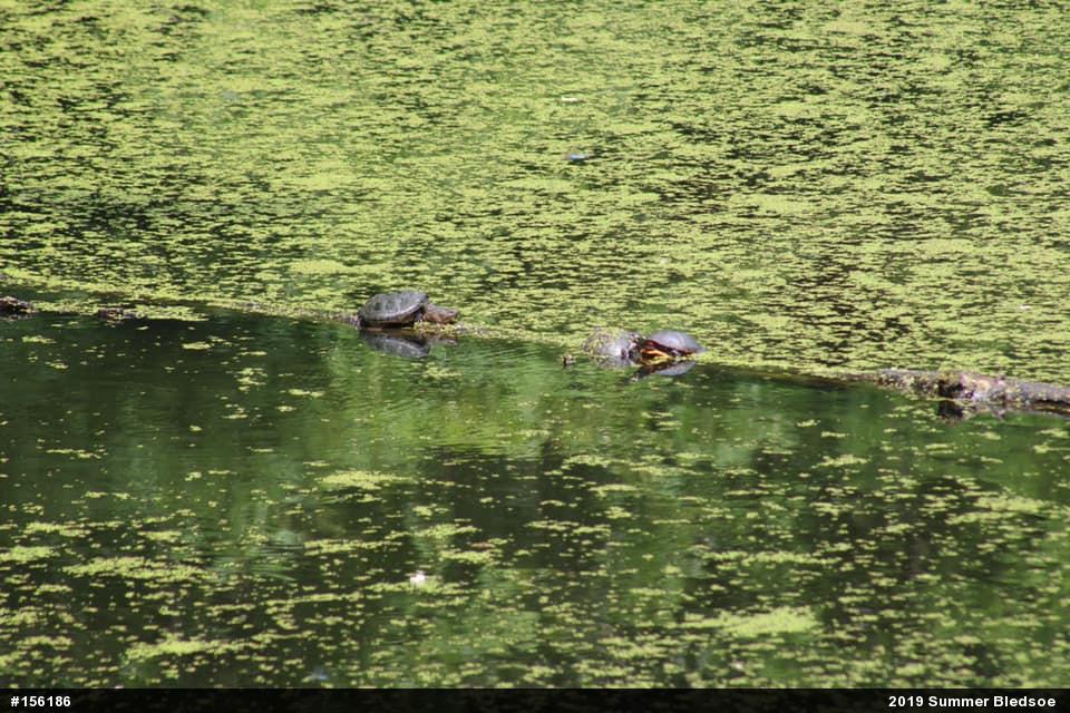 Snapping Turtle