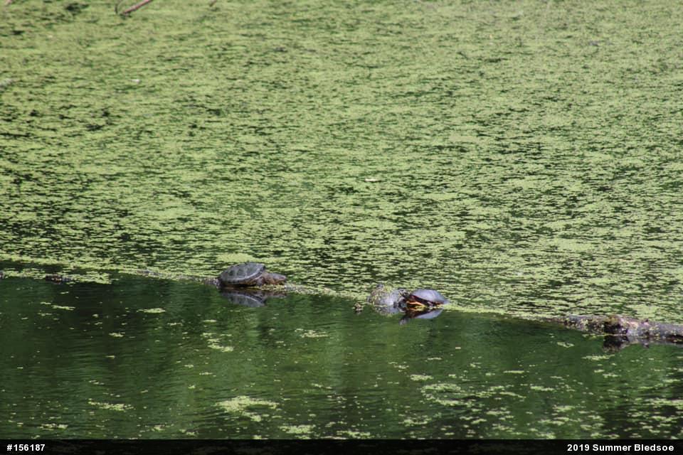 Painted Turtle
