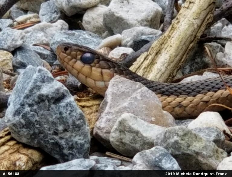 Eastern Gartersnake