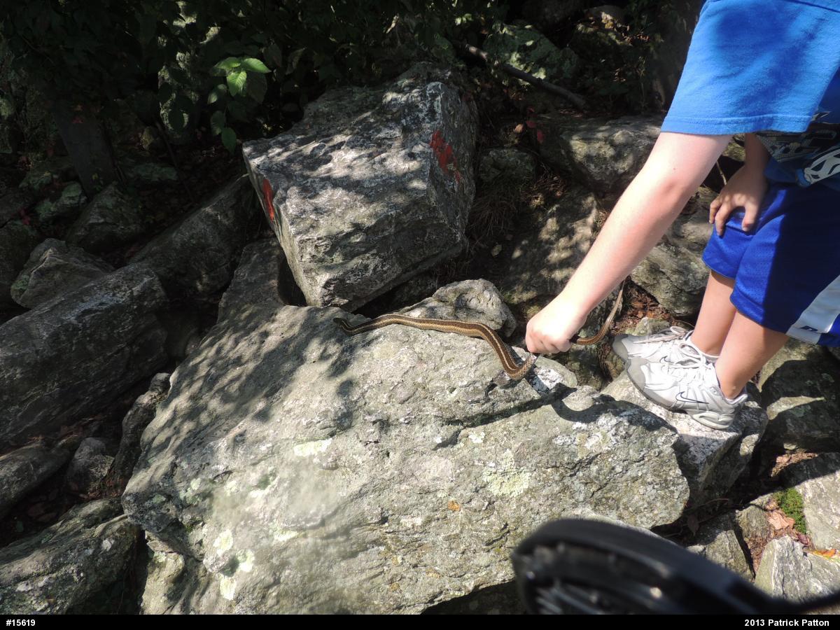 Eastern Gartersnake