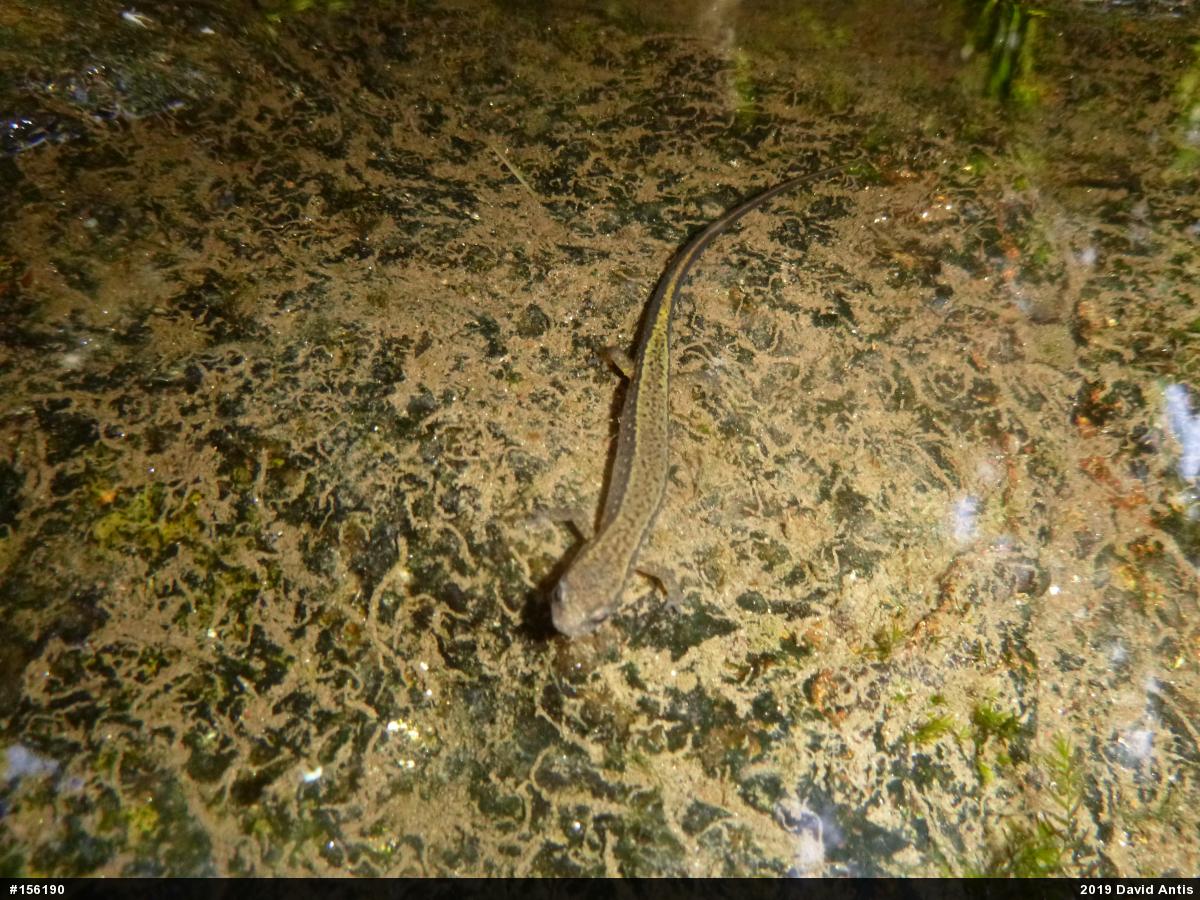 Northern Two-lined Salamander