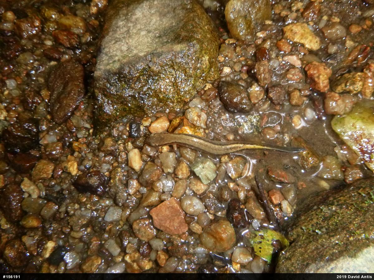 Northern Two-lined Salamander