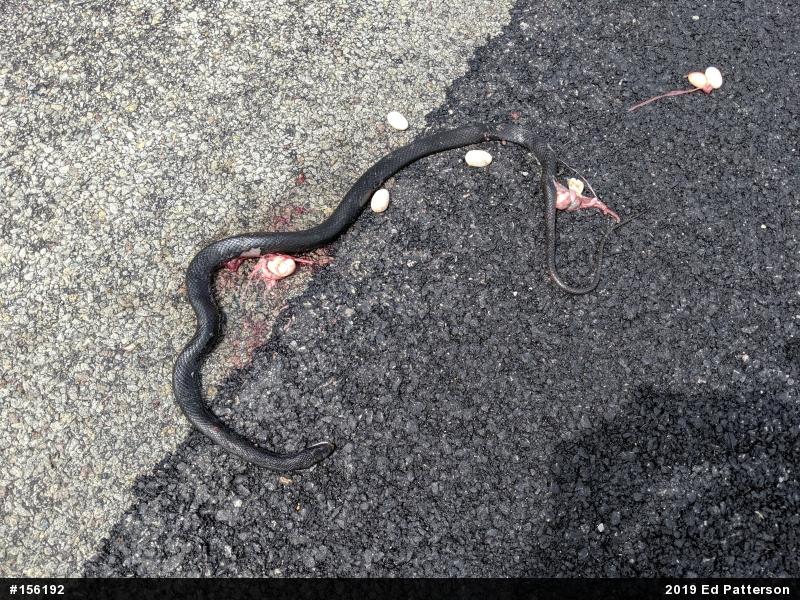 Northern Black Racer