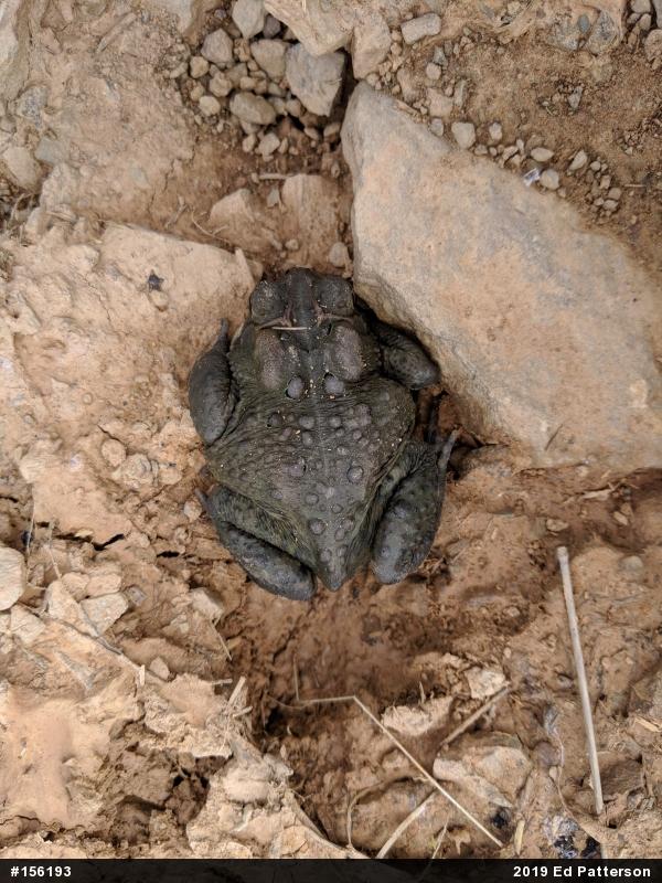 Eastern American Toad