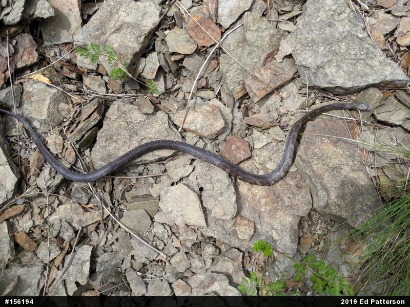 Eastern Ratsnake