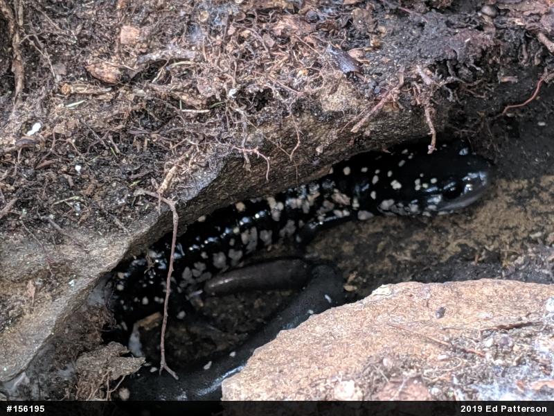 Northern Slimy Salamander