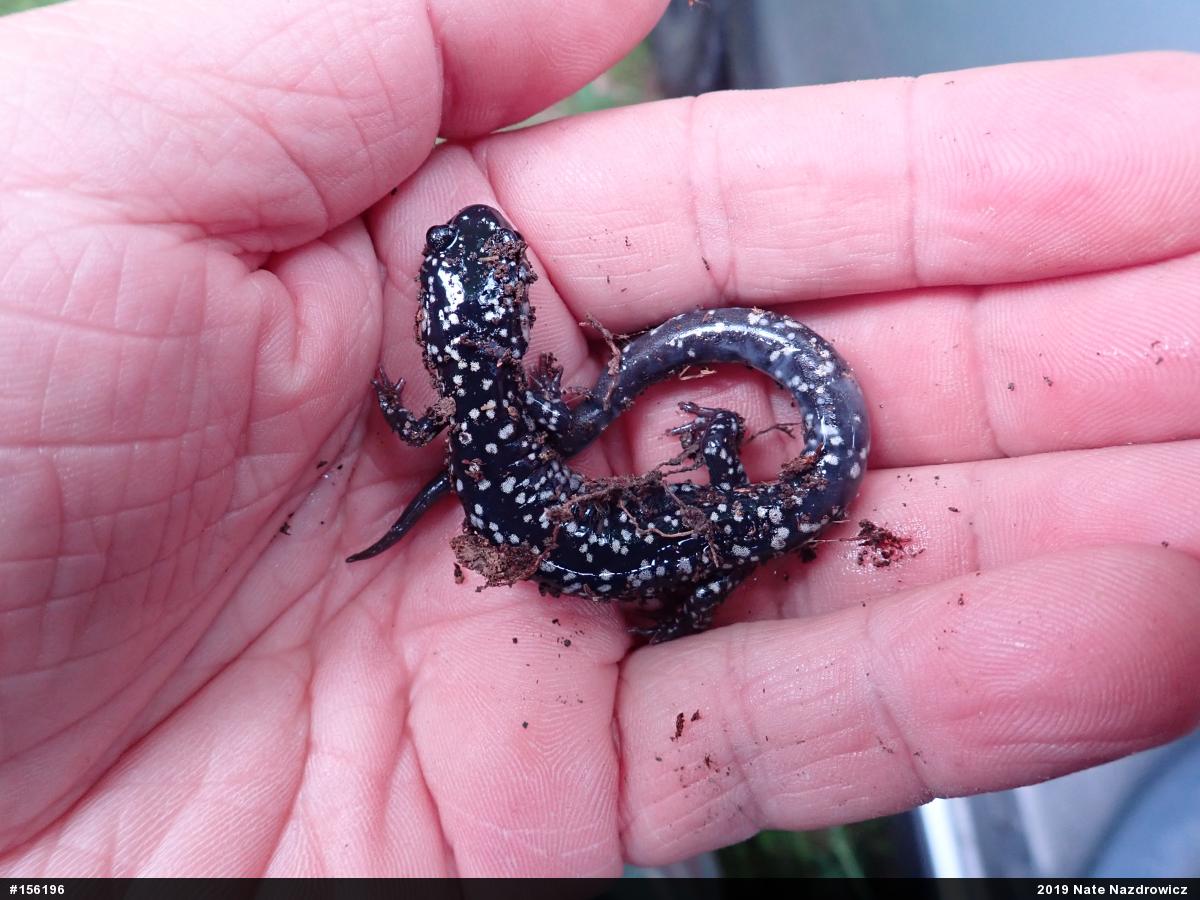 Northern Slimy Salamander