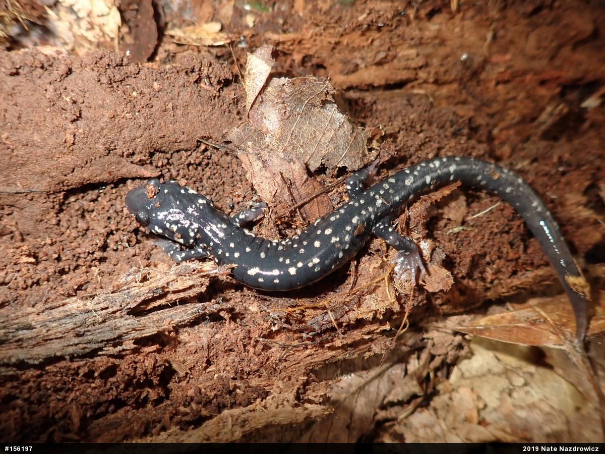 Northern Slimy Salamander