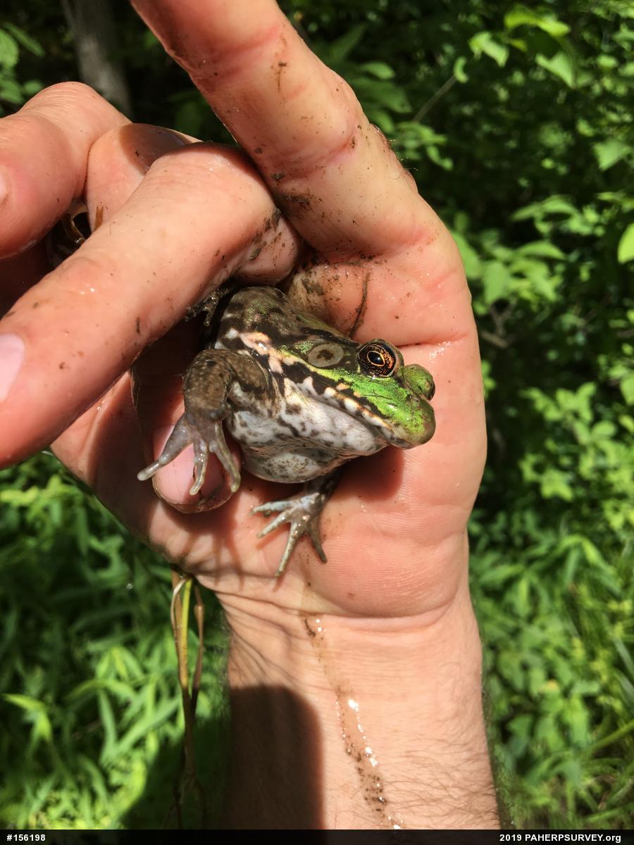 Green Frog