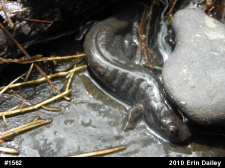 Northern Dusky Salamander