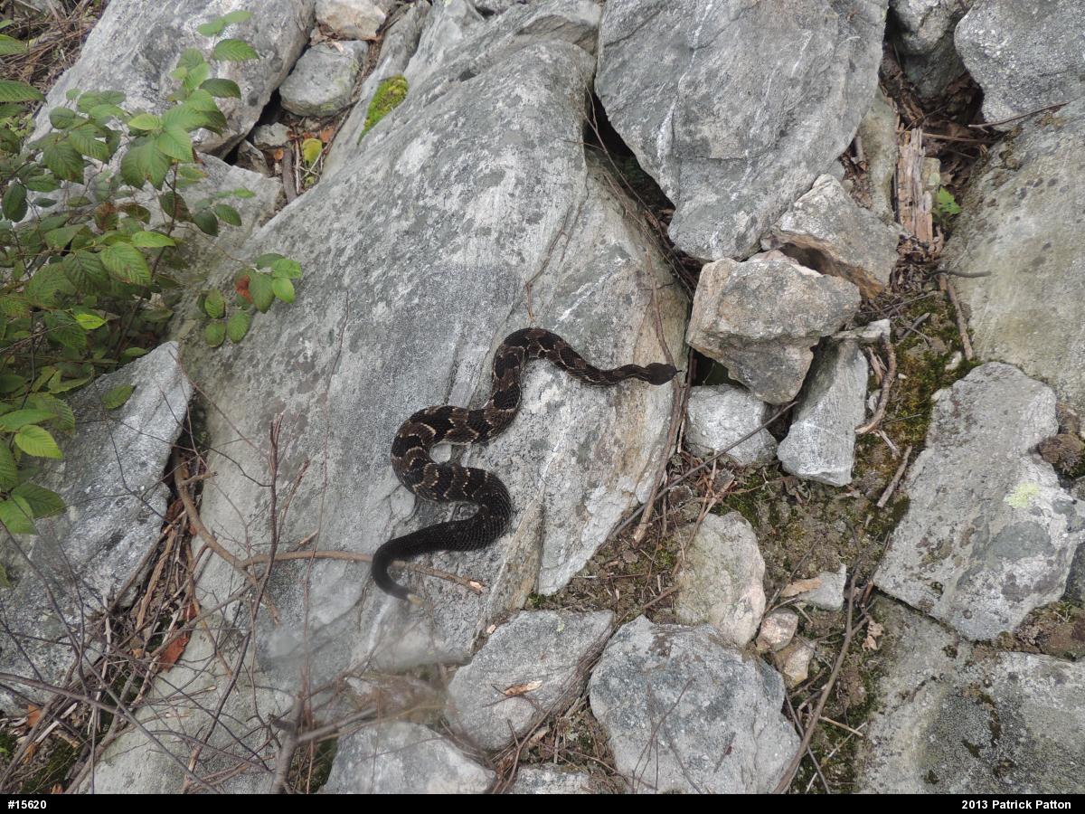 Timber Rattlesnake