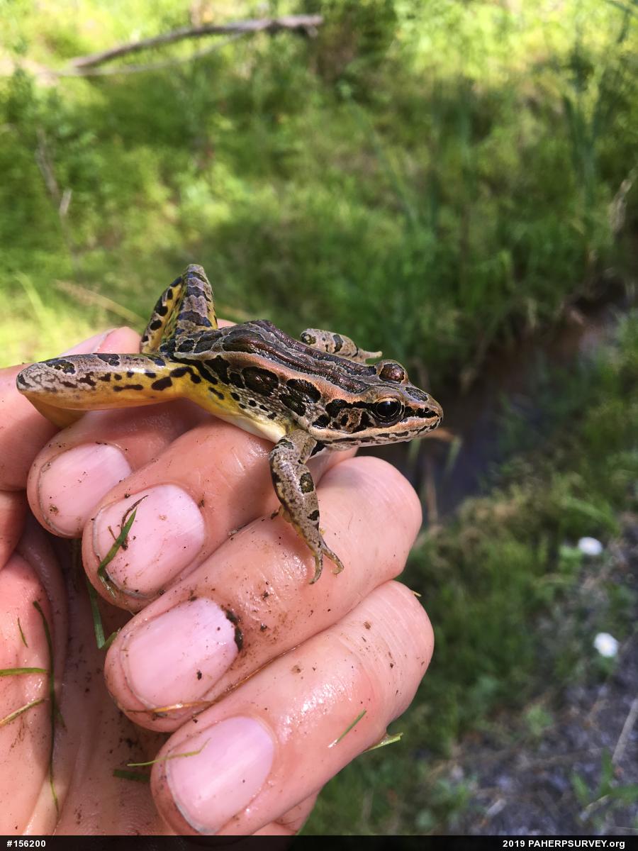Pickerel Frog