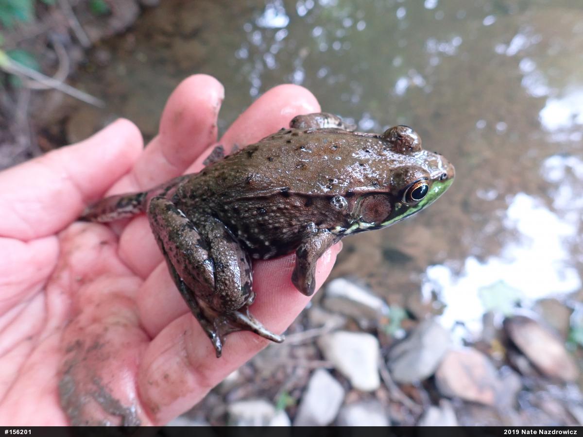 Green Frog