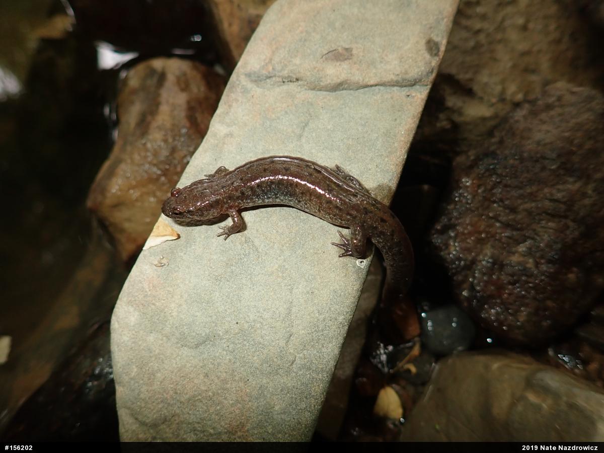 Northern Dusky Salamander