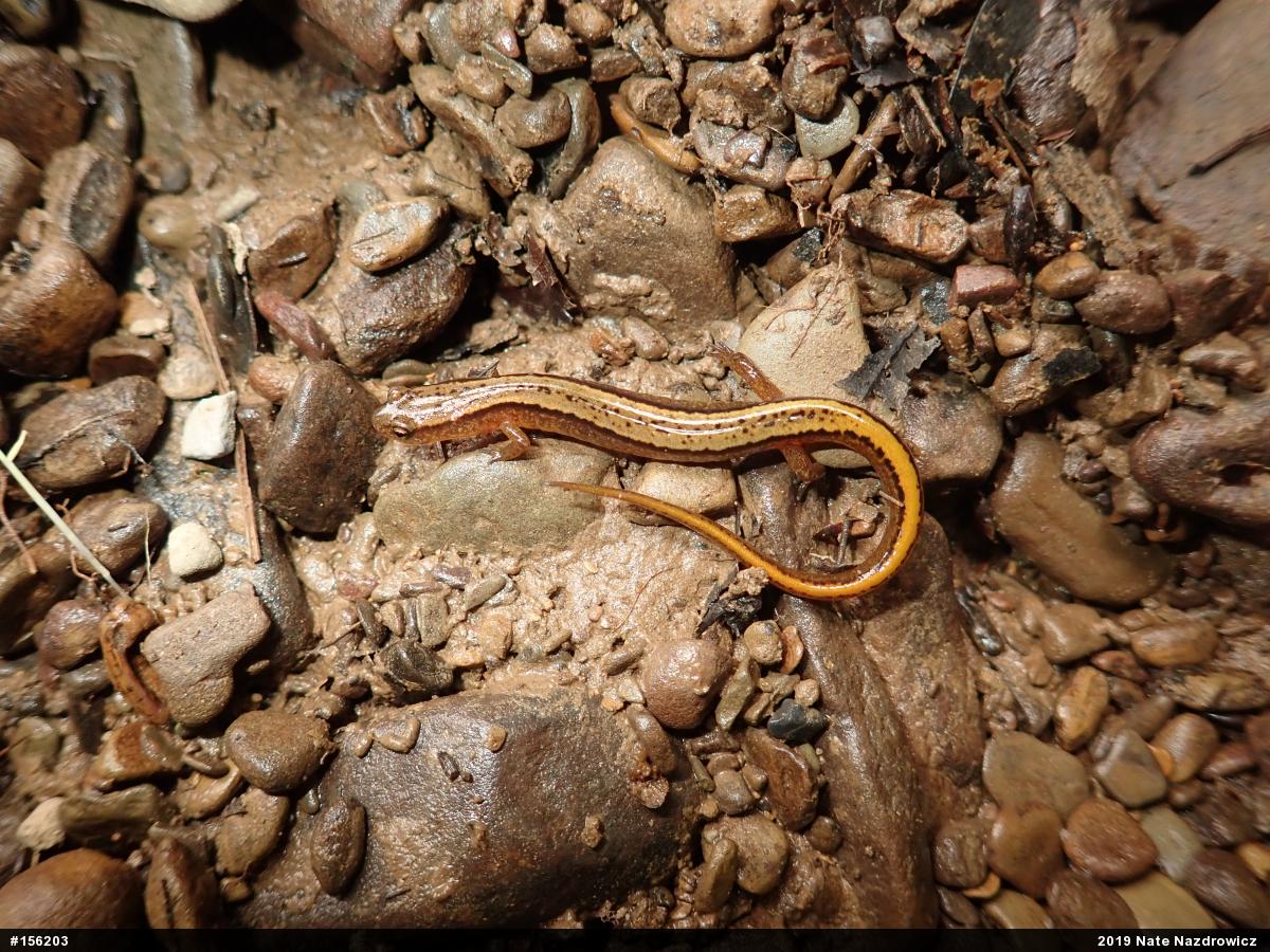 Northern Two-lined Salamander