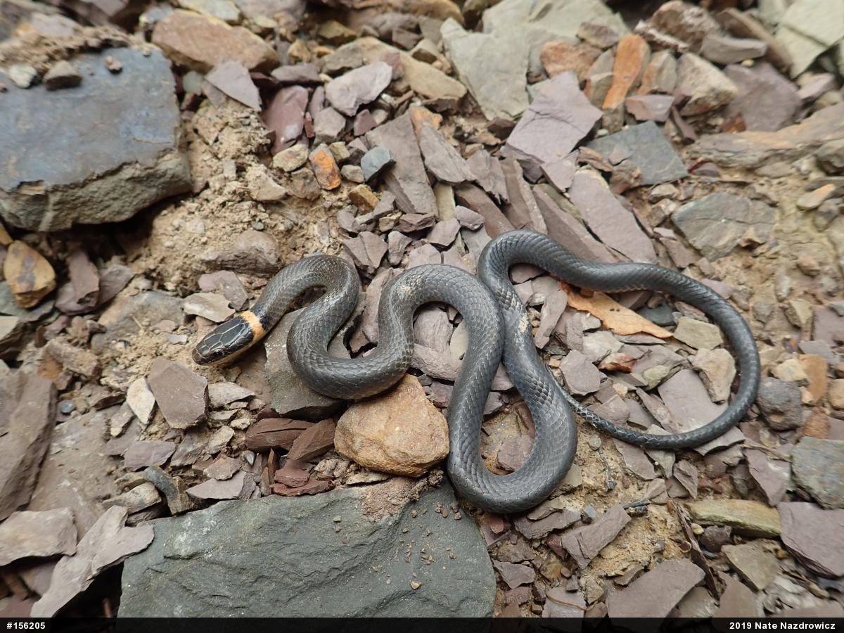 Northern Ring-necked Snake