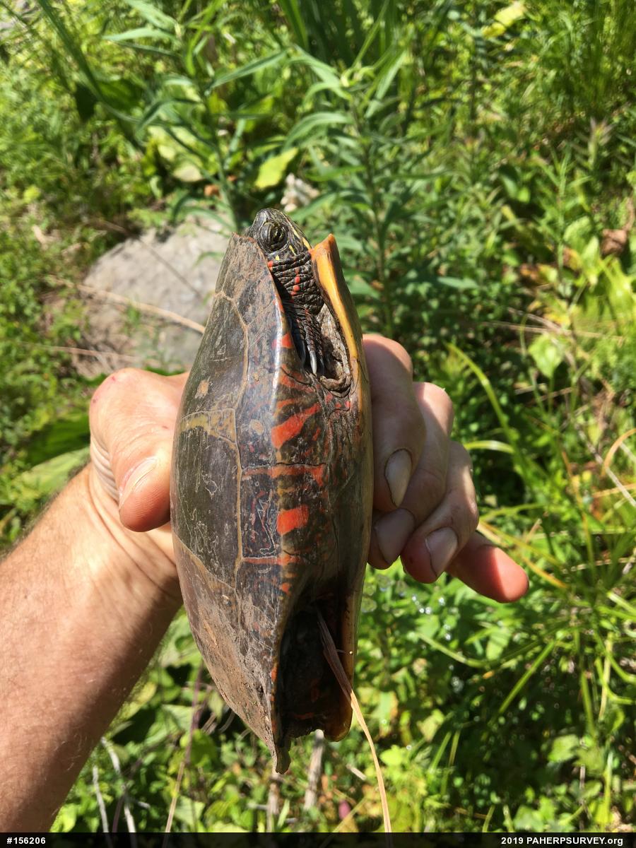 Painted Turtle