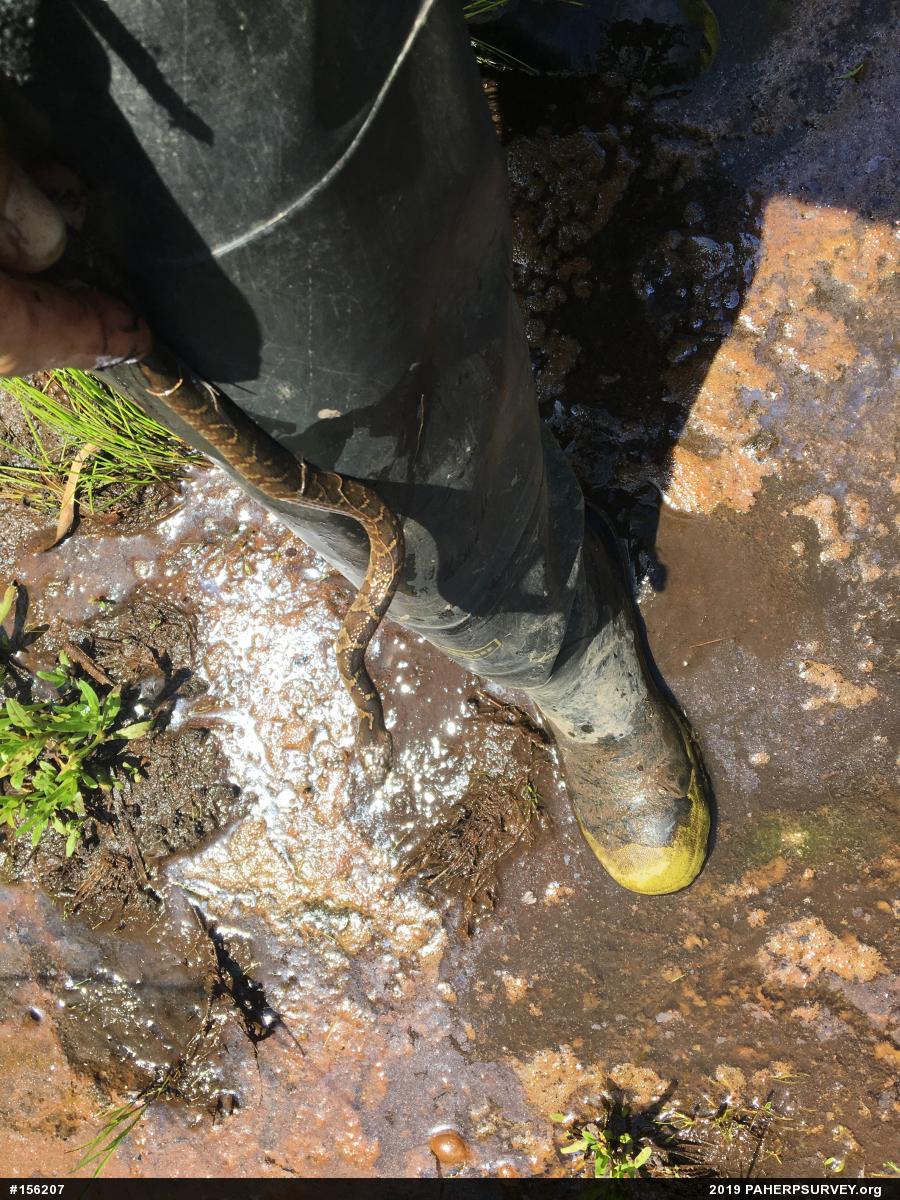 Northern Watersnake