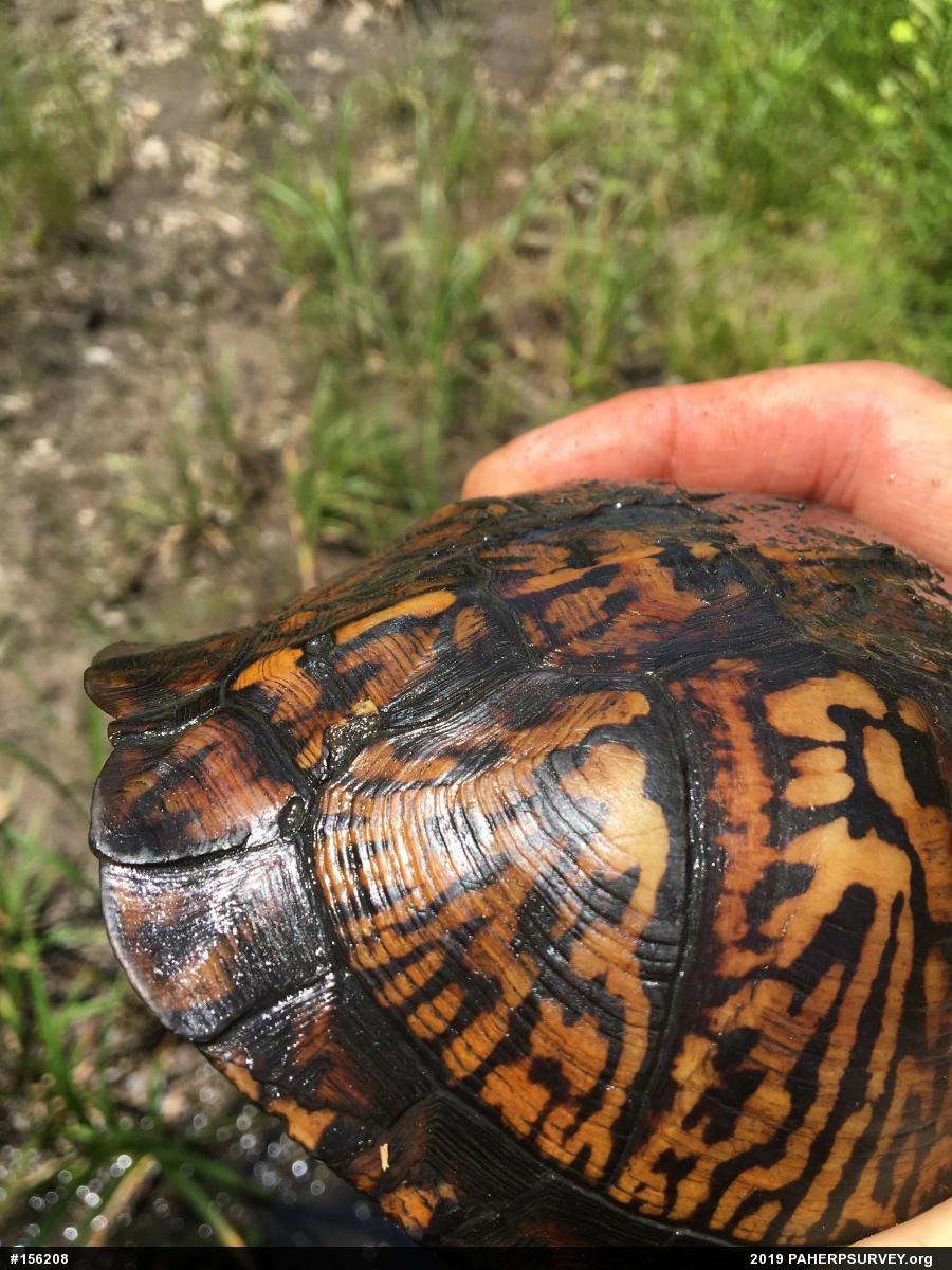 Eastern Box Turtle