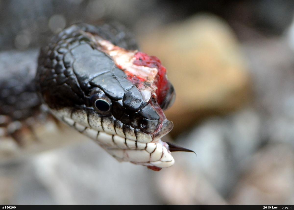 Eastern Ratsnake