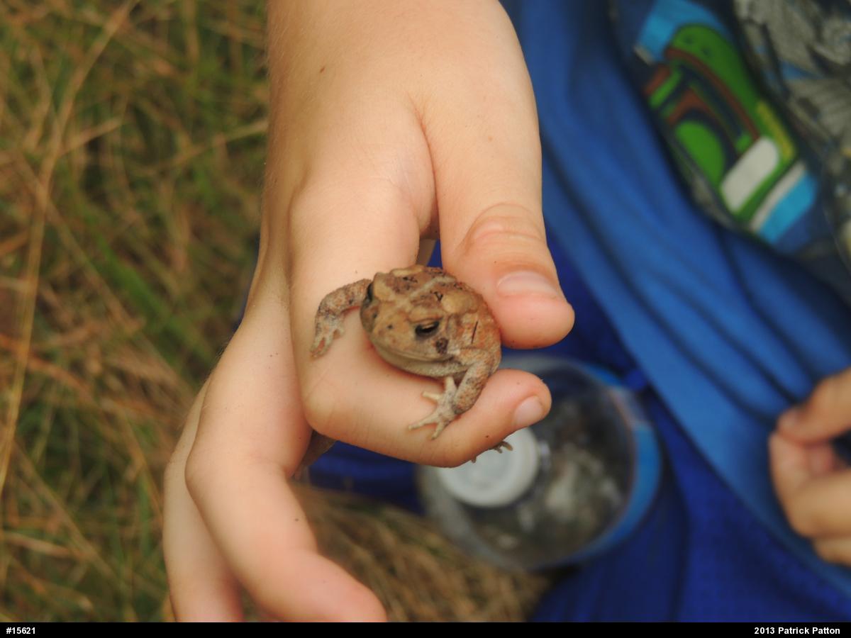 Eastern American Toad