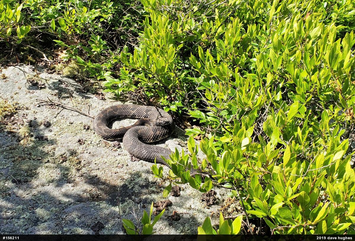 Timber Rattlesnake