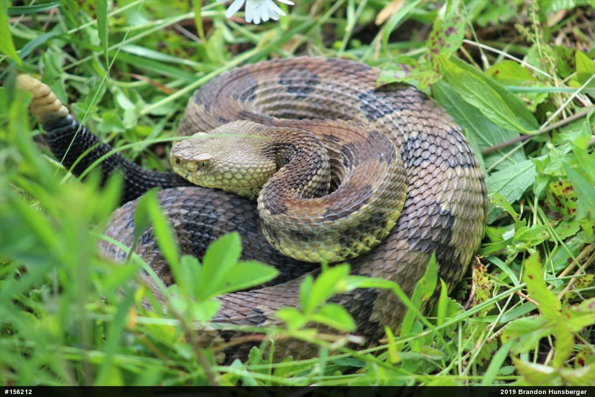 Timber Rattlesnake
