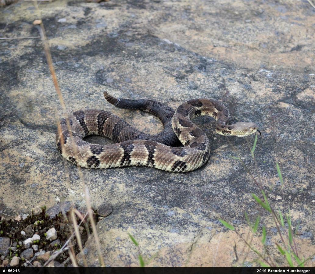 Timber Rattlesnake