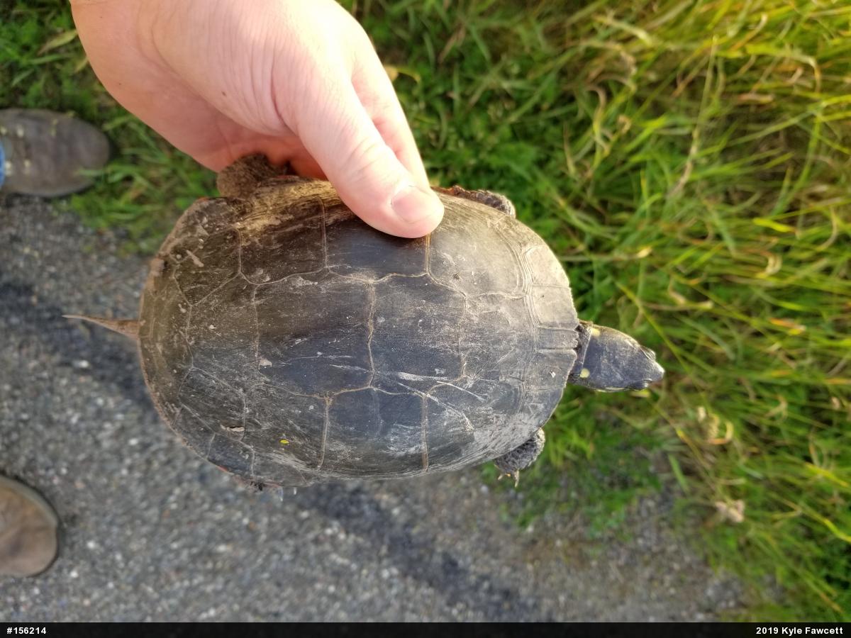 Midland Painted Turtle