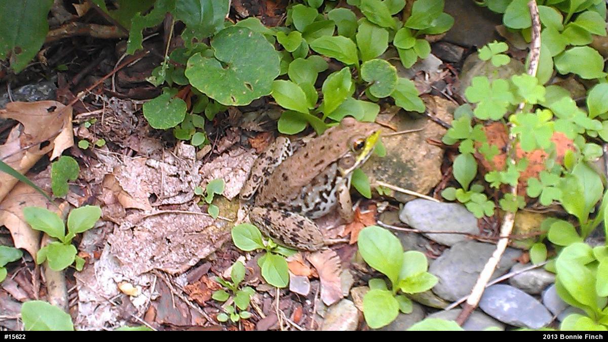 Green Frog