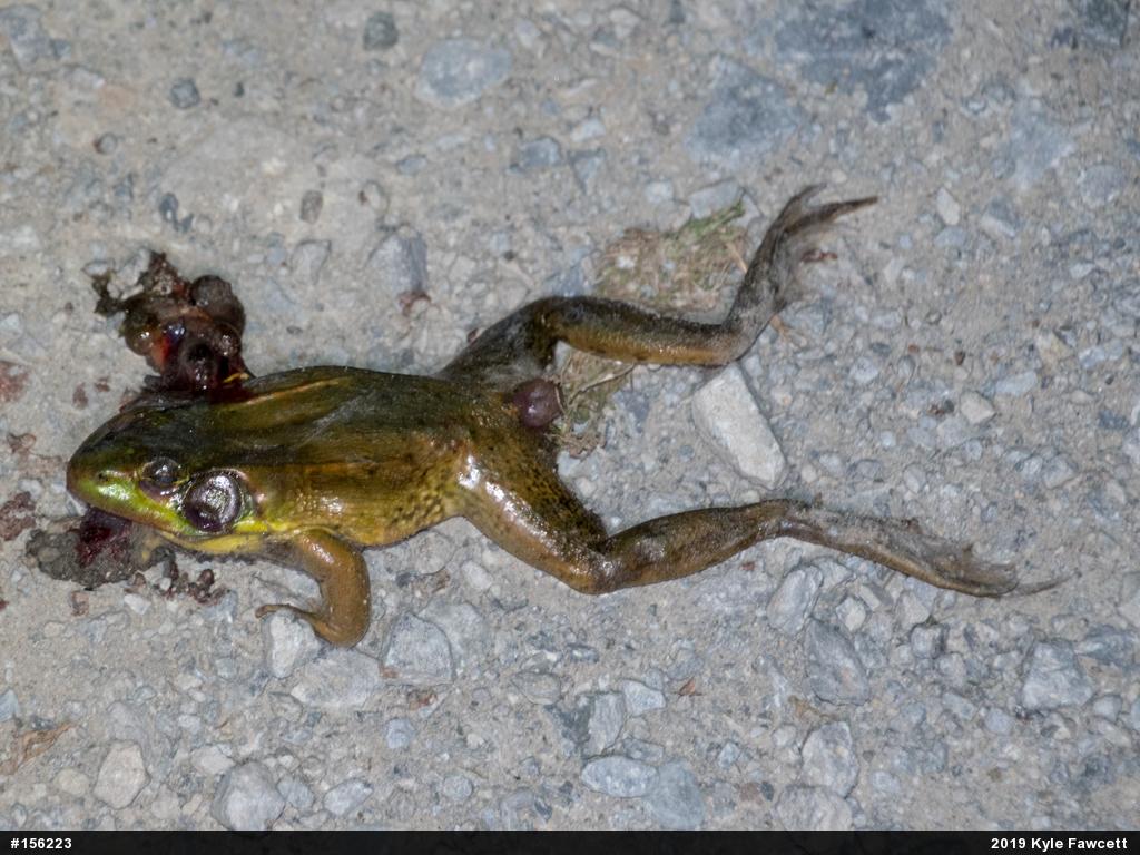 Green Frog