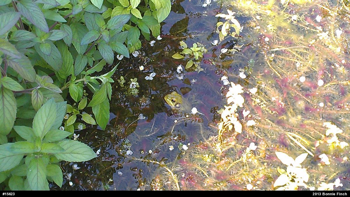 Green Frog