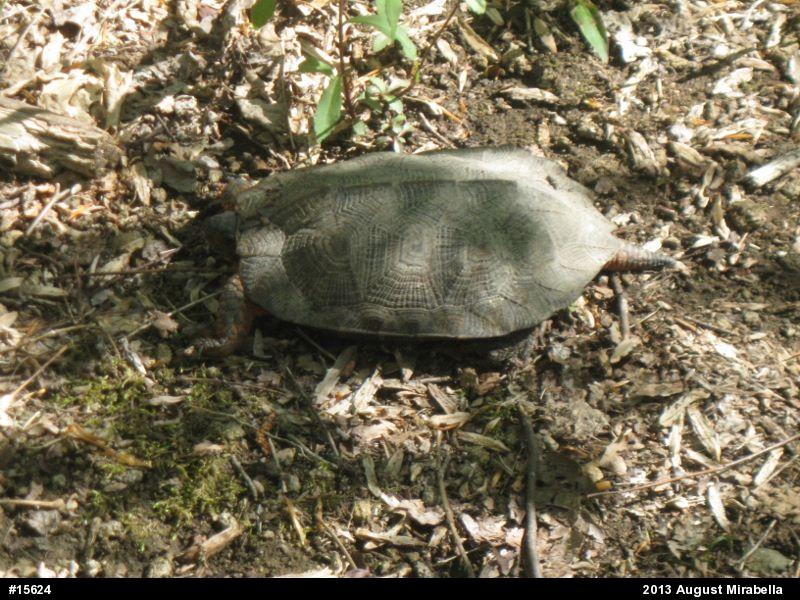 Wood Turtle