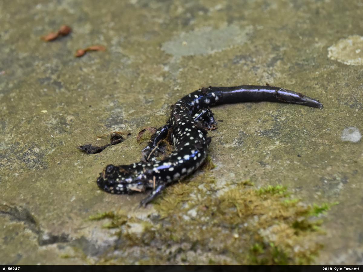Northern Slimy Salamander