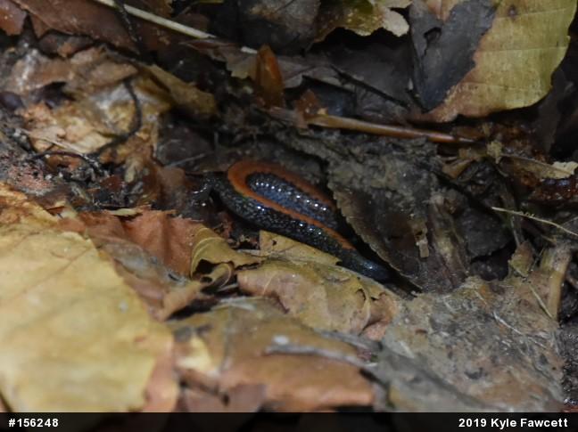 Eastern Red-backed  Salamander