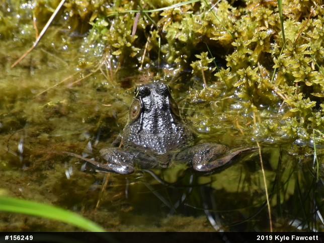 Green Frog