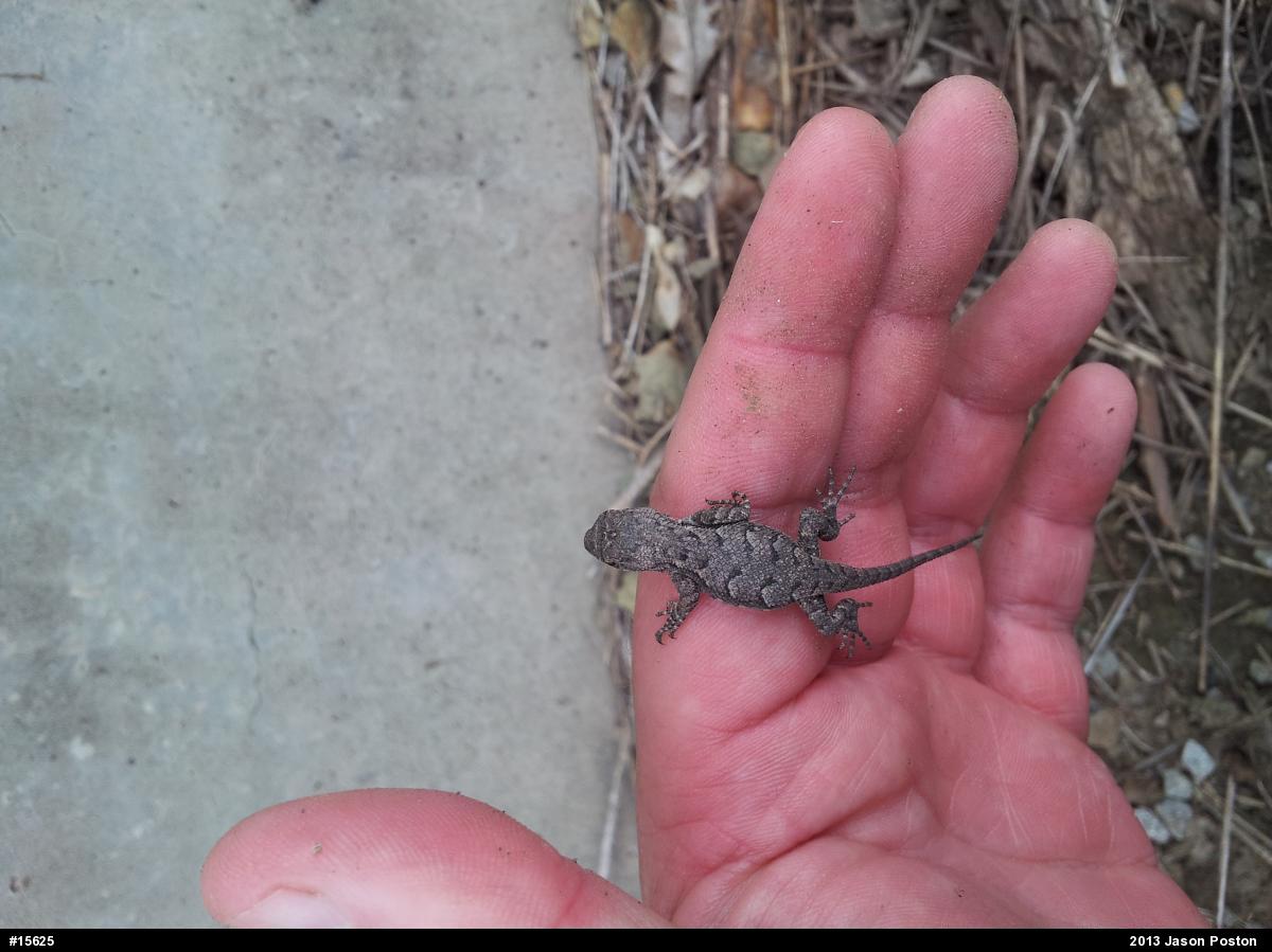 Eastern Fence Lizard
