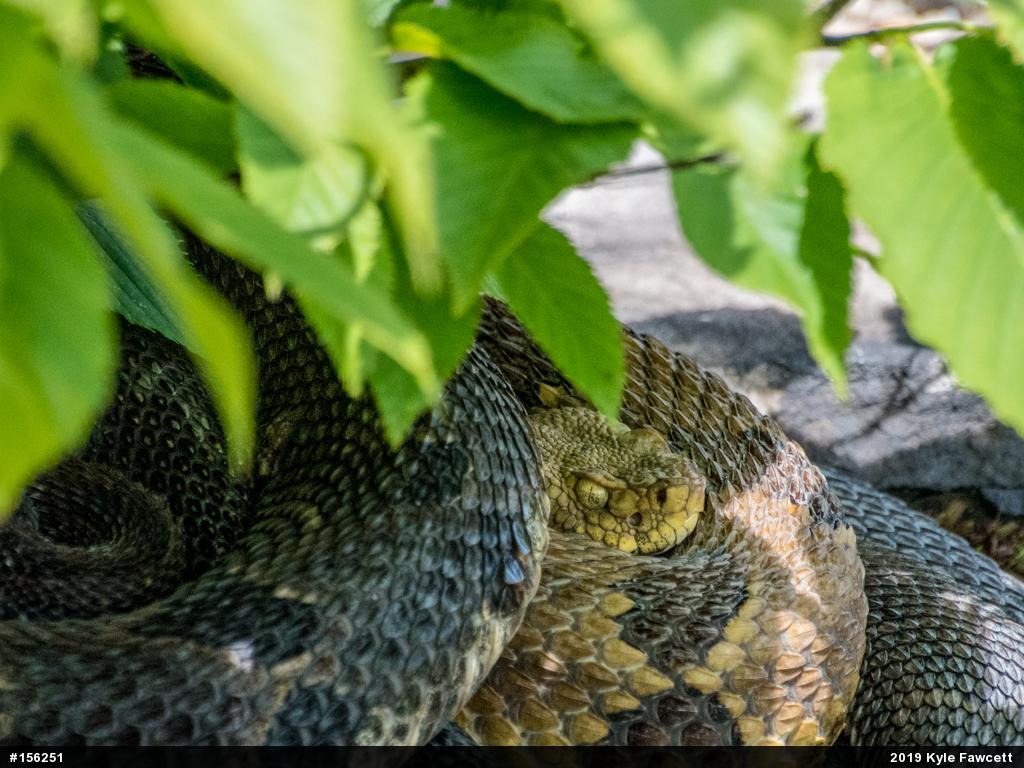 Timber Rattlesnake