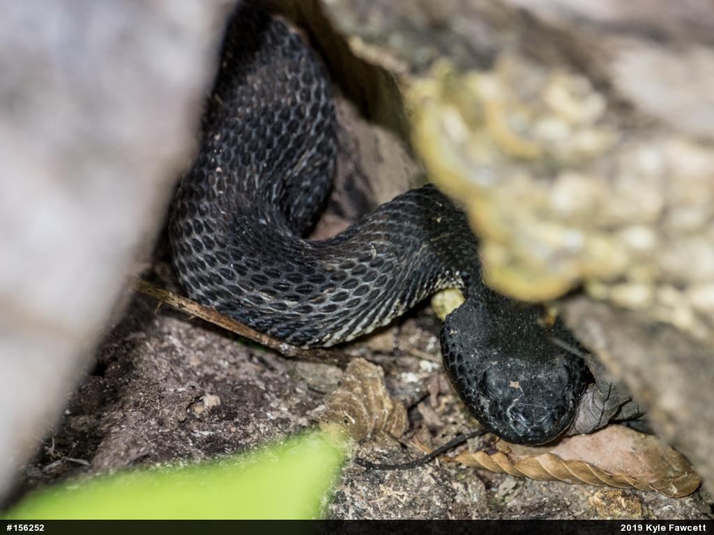 Timber Rattlesnake