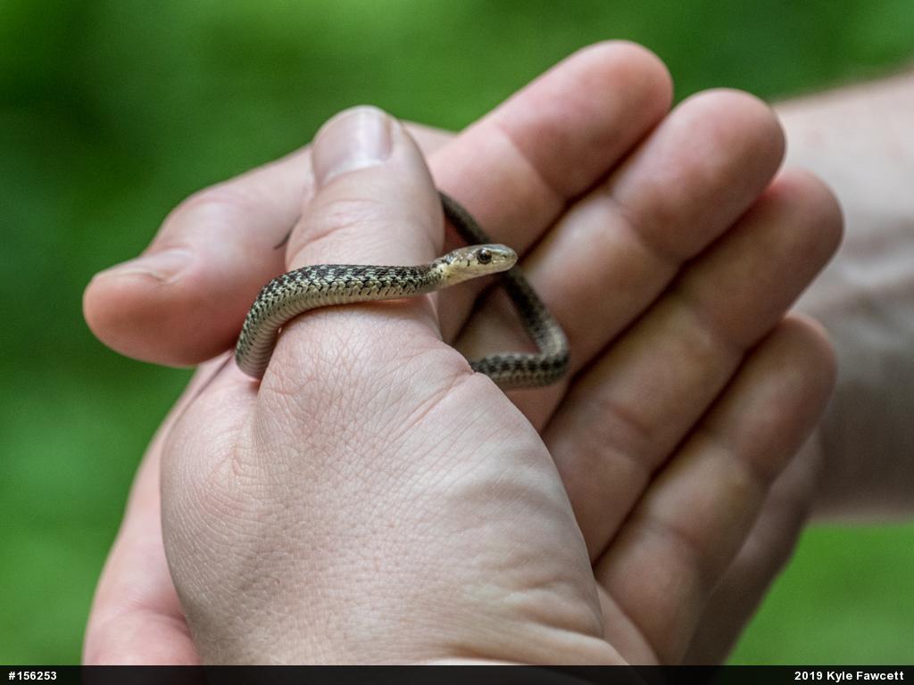 Eastern Gartersnake
