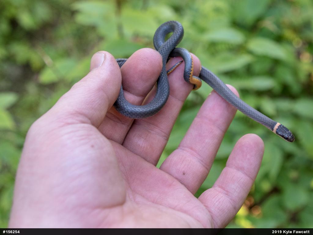 Northern Ring-necked Snake