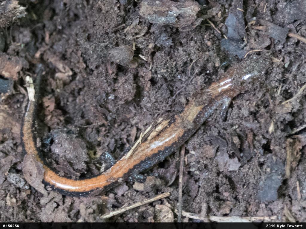 Eastern Red-backed  Salamander