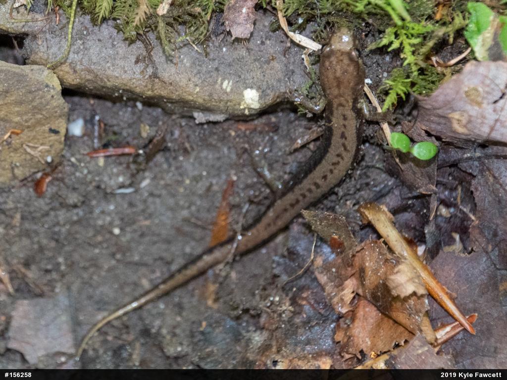 Allegheny Mountain Dusky Salamander