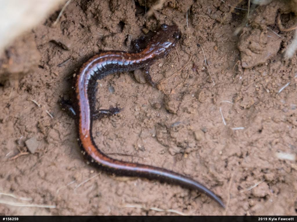 Eastern Red-backed  Salamander