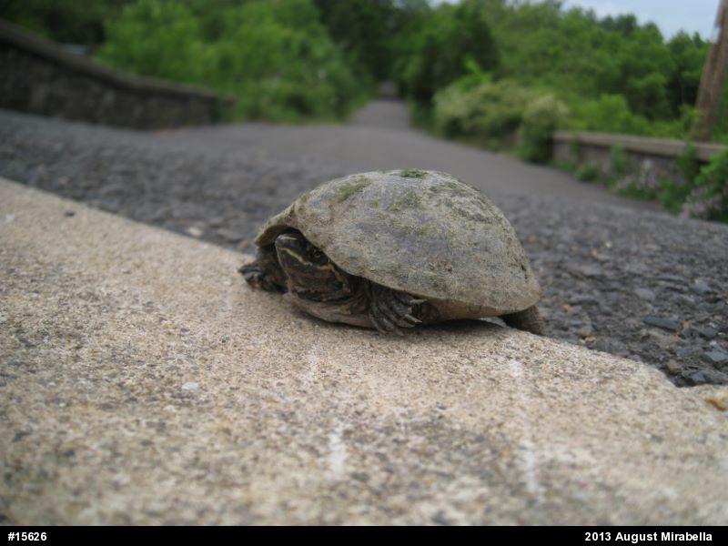 Eastern Musk Turtle